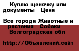 Куплю щенячку или документы › Цена ­ 3 000 - Все города Животные и растения » Собаки   . Волгоградская обл.